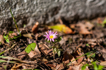 Violet flower growing on the ground around fallen leaves
