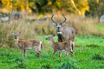 Naklejka na ściany i meble White-tailed deer stag with his fawns having dinner on the cloverfield.