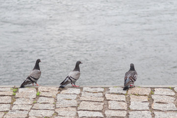 Birds pigeon