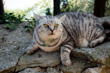 Fototapeta na wymiar Fat Fat Striped Gray Cat.