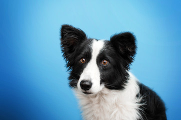 border collie dog cheerful portrait funny surprised look on a blue background
