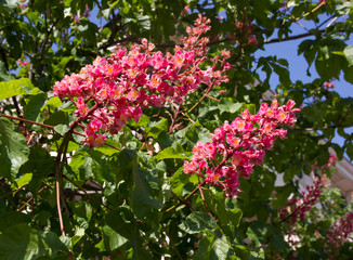 blooming red chestnut in the garden