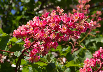 blooming red chestnut in the garden