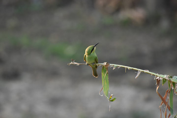 Beauty in the Nature