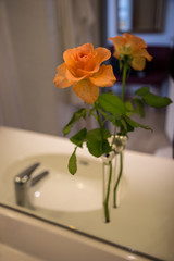Blühende Rose im Bad