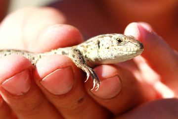 small lizard in a hand on a light background