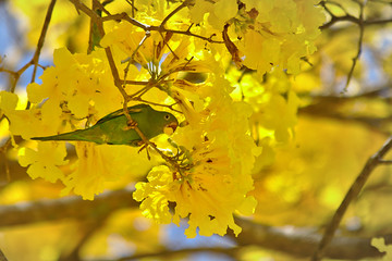 Brazilian Savannah Flower Very yellow, this flower is common in brazilian savannah.