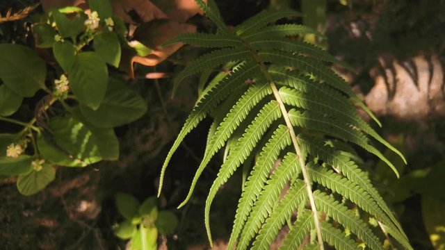 Close up shot of fern leaves, on a sunny day