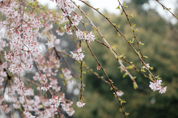 Sakura or cherry blossom flower full bloom in spring season.