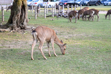 Fototapeta premium シカ