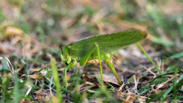 Big green locust female lays eggs