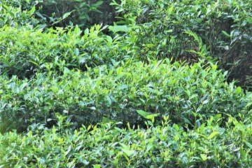 Tea plants in the garden