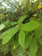 rain drops on green leaf
