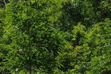 Fototapeta premium green leaves background