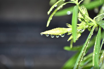 Beauty in the Nature