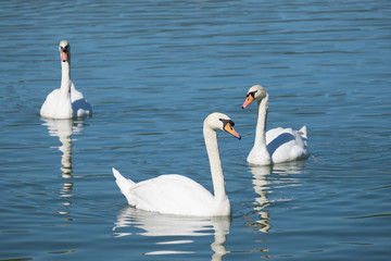 Obraz premium Elegance white swan float swim gliding in the lake.