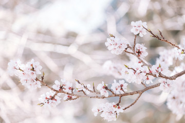 Pink sakura flower bloom in spring season. Vintage sweet cherry blossom soft tone texture background.