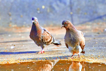 Pigeons close-up on a combined background