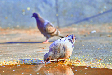 Fototapeta premium A flock of birds near the puddle drinks water