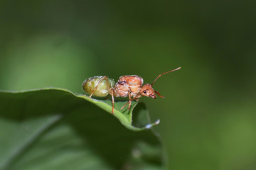Beauty in the Nature