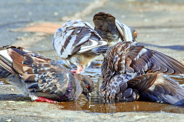 A flock of birds near the puddle drinks water