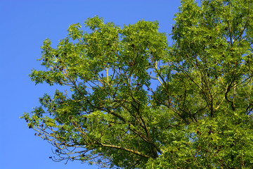 european ash tree with bright green branches, big Ash Tree or fraxinus excelsior in front of blue clear sky
