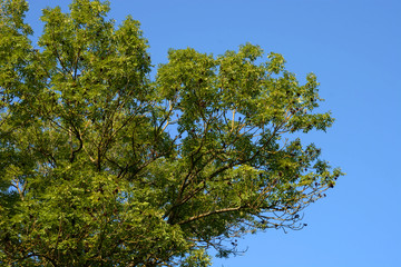 big Ash Tree or fraxinus excelsior in front of blue clear sky, common ash tree with fruits
