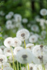 field of blowballs on summer meadow