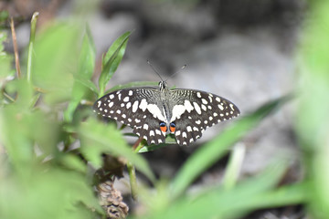 Beauty in the Nature