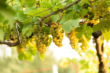 grapes ripe in vineyard for wine ,  leaves green in autumn greece