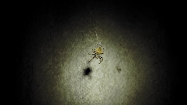 A large spider sits on a web at night. A spider hunts insects to drink their blood. Poisonous insect. Fear of spiders. Halloween. Horror movie. 