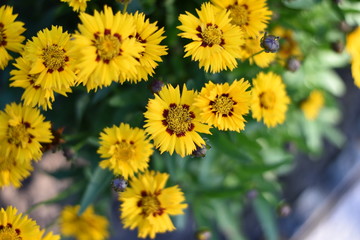 Mädchenauge (Coreopsis grandiflora)