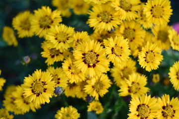 Mädchenauge (Coreopsis grandiflora)