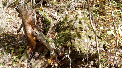 forest strange plants