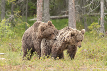 Two young brown bears mating on the Finnish bog near the Russian border