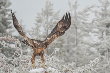 Golden eagle taking off from a branch on a cold winter day