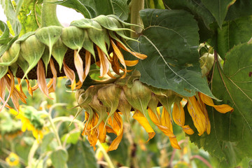 Fototapeta na wymiar Sunflowers droop with a sunny day.