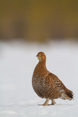 Gorgeous female Black Grouse (Tetrao tetrix) early in the morning