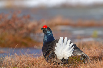 Gorgeous lekking male Black Grouse (Tetrao tetrix) early in the morning