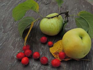 Naklejka na ściany i meble ripe apples on a tree