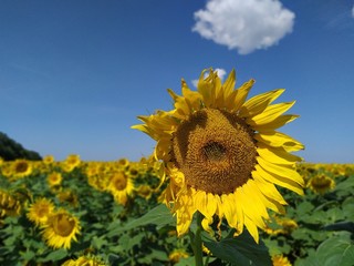 blooming sunflowers in the bright sunny day with blue sky in the background