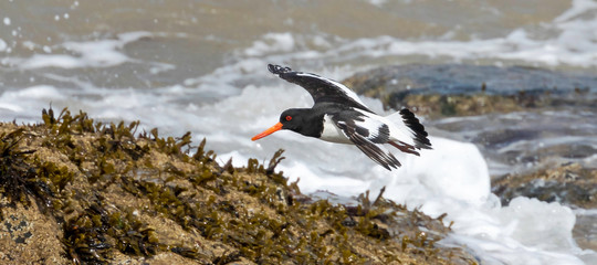 oystercatcher in flight in the UK