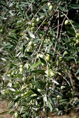 Olive tree in Provence