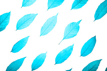 Leaves on white background. Flat lay, top view, copy space