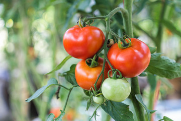 Fresh tomatoes from the garden