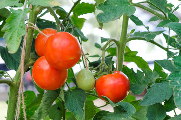 Fresh tomatoes from the garden