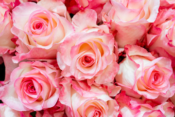 Beautiful  pink roses background. Floral abstract background for wedding and engagement.