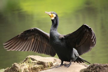 Cormoran 