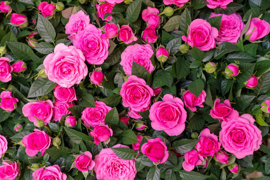 Beautiful pik roses background. Floral abstract background for wedding and engagement.