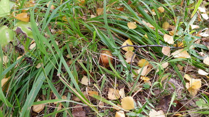 mushroom in grass